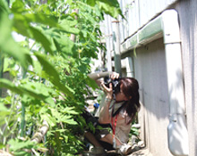 20090620_緑のカーテン