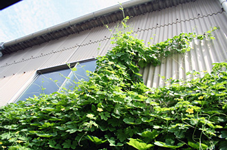 20090731_緑のカーテン