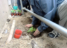 植付